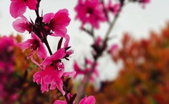 黑暗圣殿成人社区